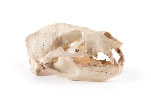 Image description is not available for 1997.1.31